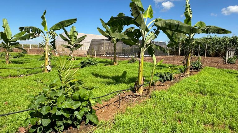 Agro